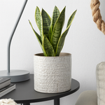 Ikea Chiafron Plant Pot, 12cm, White (8897169293599)