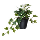 Ikea Fejka Artificial Plant, Pelargonia Ivy (8552764408095)