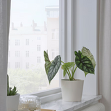 Ikea Sojaböna Plant Pot, 12cm (9161121431839)