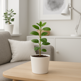 Ikea Sojaböna Plant Pot, 9cm (9161109569823)