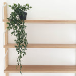 IKEA  Fejka Artificial Plant, Hanging Ivy (4464654024769)