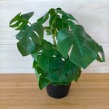 IKEA Fejka Artificial Plant, Monstera (6589430792257)