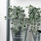 IKEA Fejka Artificial Plant, Hanging Eucalyptus (4633839894593)